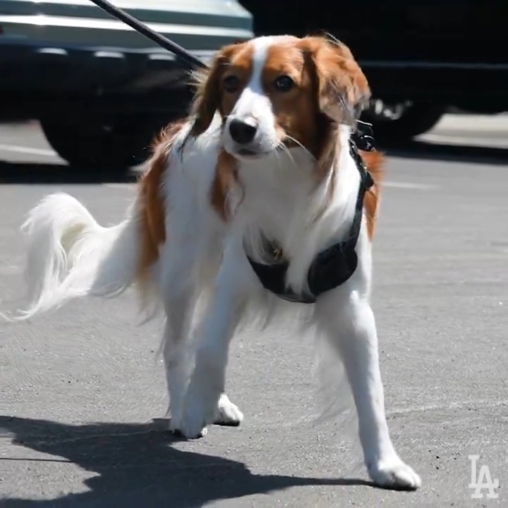 大谷翔平選手の愛犬デコピンが始球式に登場、可愛すぎて永遠に見