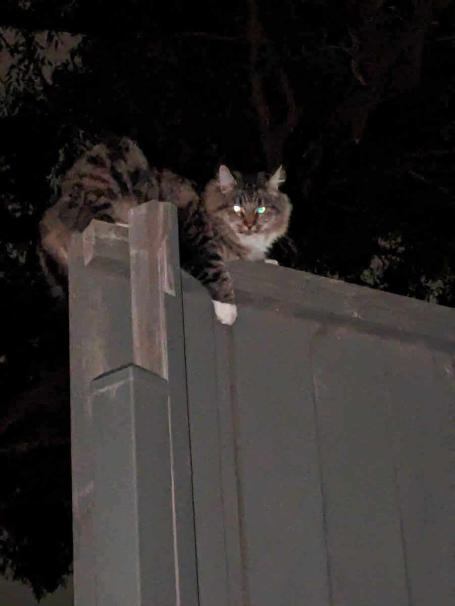 cats with threatening aura (@threateningcat) on Twitter photo 