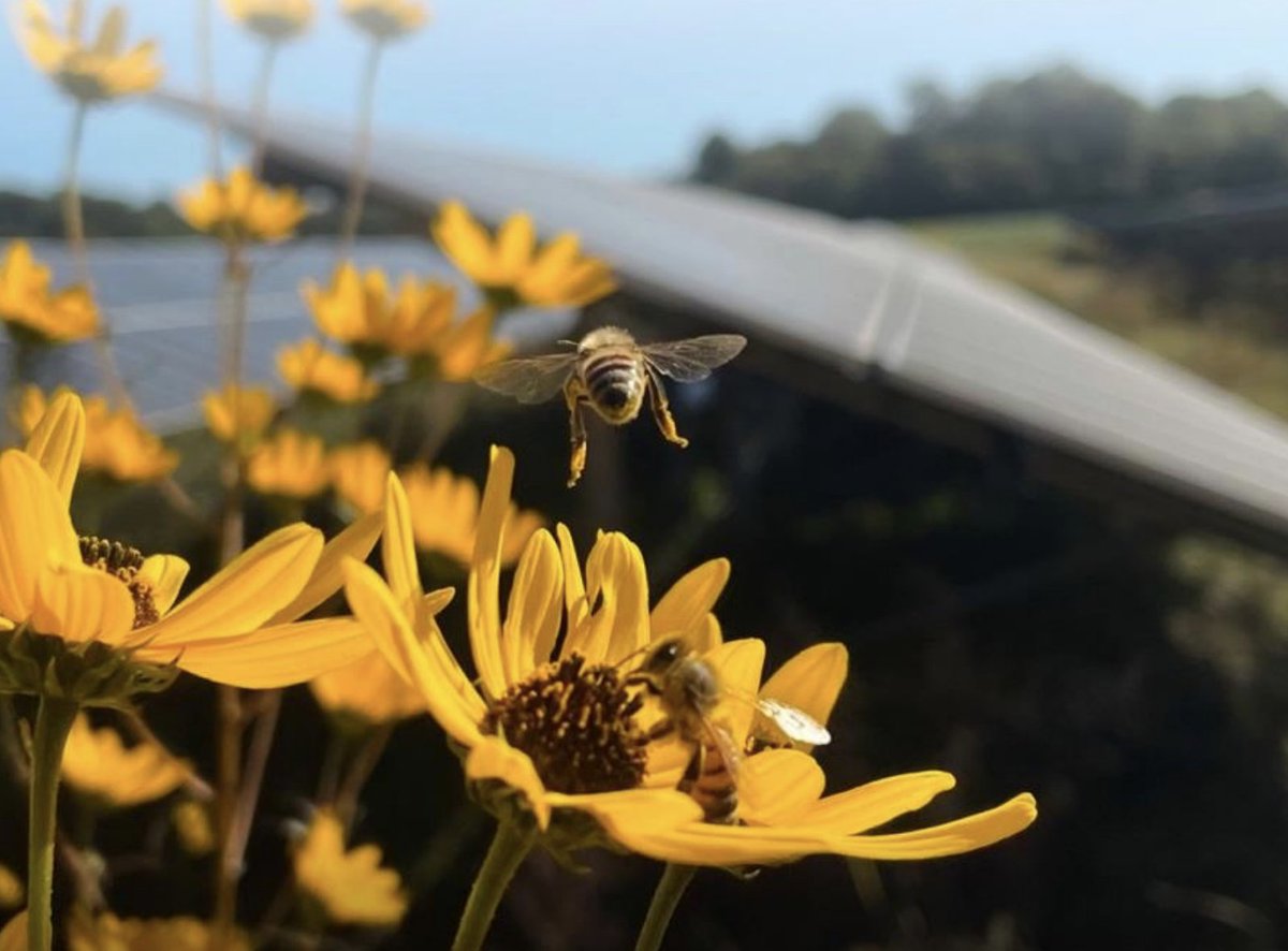 Sun Tribe (@suntribesolar) on Twitter photo What is the Virginia Pollinator Smart Program?
🌼A voluntary certification program for #solar development that encourages pollinator-friendly vegetation management.
Learn more from <a href="/VirginiaDCR/">Virginia DCR</a> dcr.virginia.gov/natural-herita…
#PollinatorFriendly What is the Virginia Pollinator Smart Program?
🌼A voluntary certification program for #solar development that encourages pollinator-friendly vegetation management.
Learn more from <a href="/VirginiaDCR/">Virginia DCR</a> dcr.virginia.gov/natural-herita…
#PollinatorFriendly