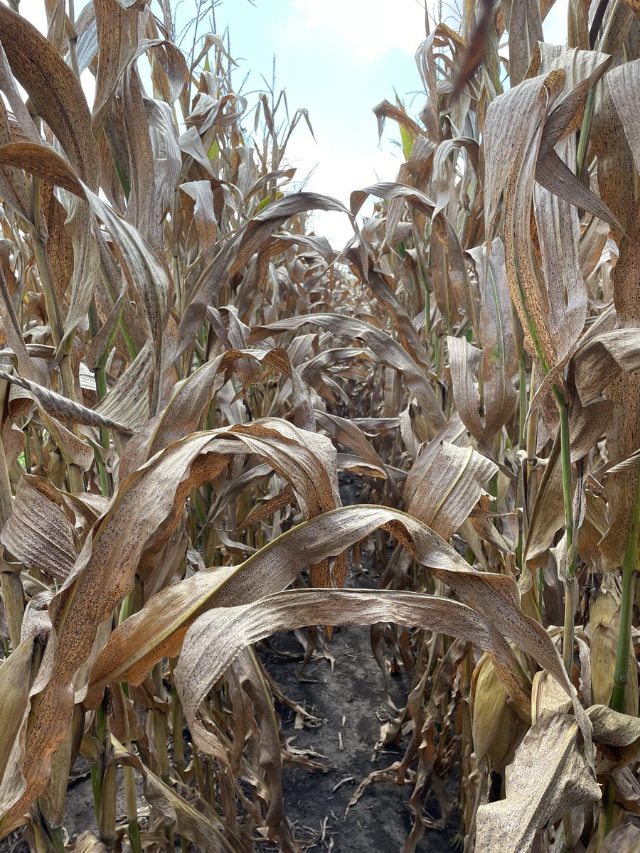 Andrew Rupe tweet media