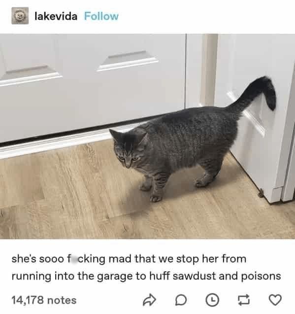 DontShowYourCat's tweet photo. https://t.co/JwvFVMTN2j