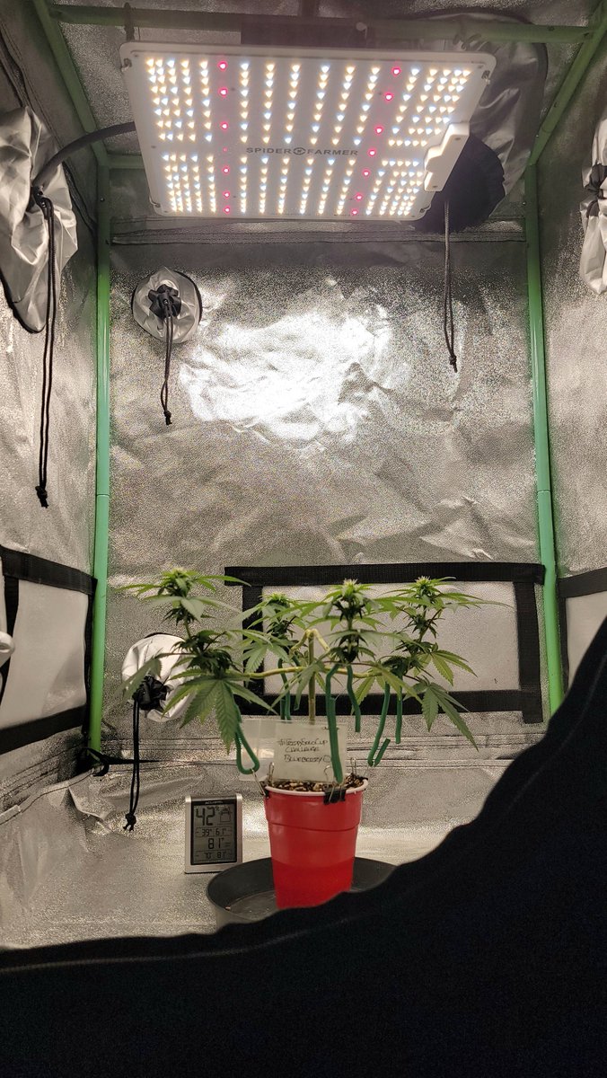 AlienFogMachine's tweet photo. Day 18 of flower for #BlueberryOG from @BarneysAms The stacking begins under the #sf1000 #TrippySoloCupChallenge @Slim_Jezuz710
#spiderfarmer
#homegrown #growyourown #organiccannabis https://t.co/jIAL170773