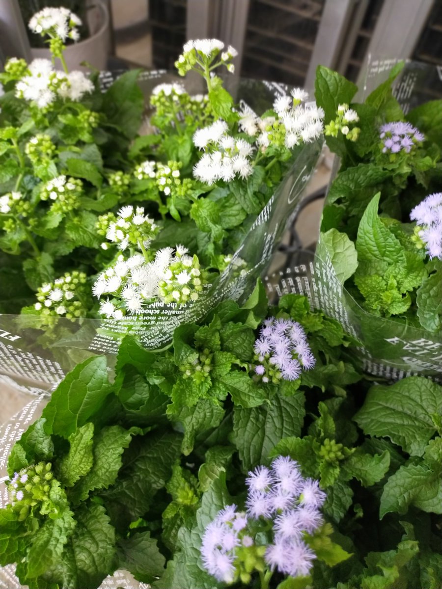 BFogiSTAFF's tweet photo. 鉢花いろいろ入荷しました！ https://t.co/DamHdXBodV