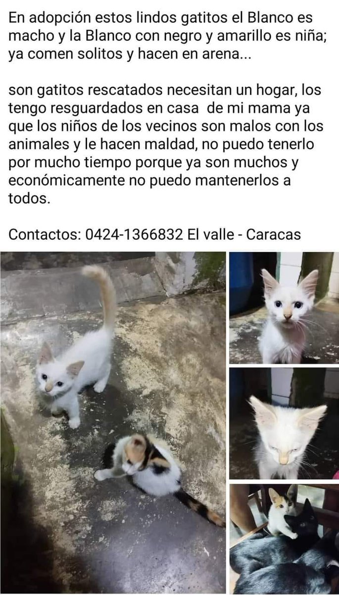Hermosos gatitos buscando un hogar responsable