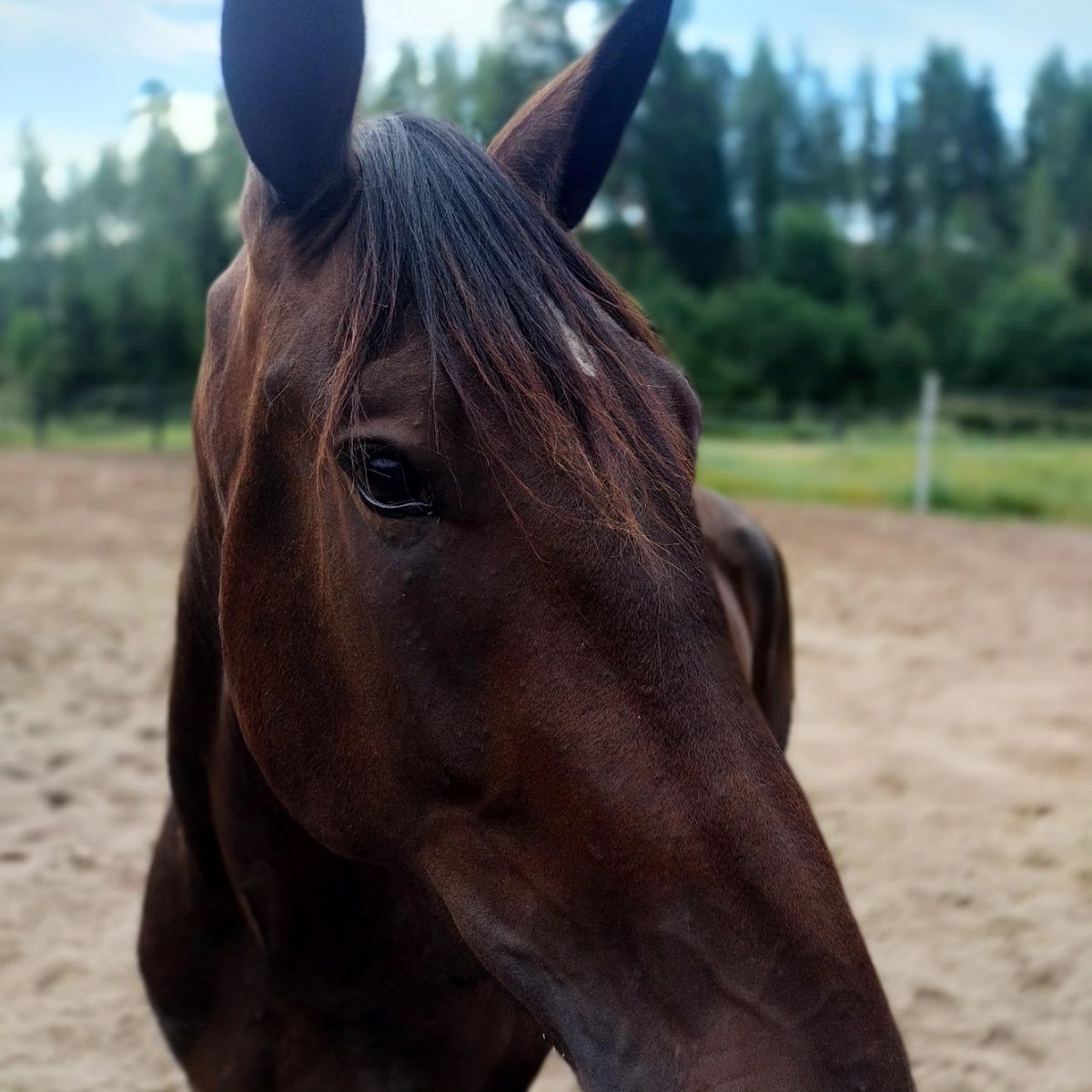 tseitsei67's tweet photo. Jaahas, pitääkö tässä kesken lähdön vaihtaa #Fanipaitaa - kimppahevosemme #ParallelUniverse "Pascal" &amp; #MASImperial "Masa" starttaavat tänään samassa lähdössä (L9) @Pilvenmaki 
Pascalia valmentaa @MakiTapio ja Masan valmentaja on @emma_vare 
#ravit https://t.co/ARbZsnEheM