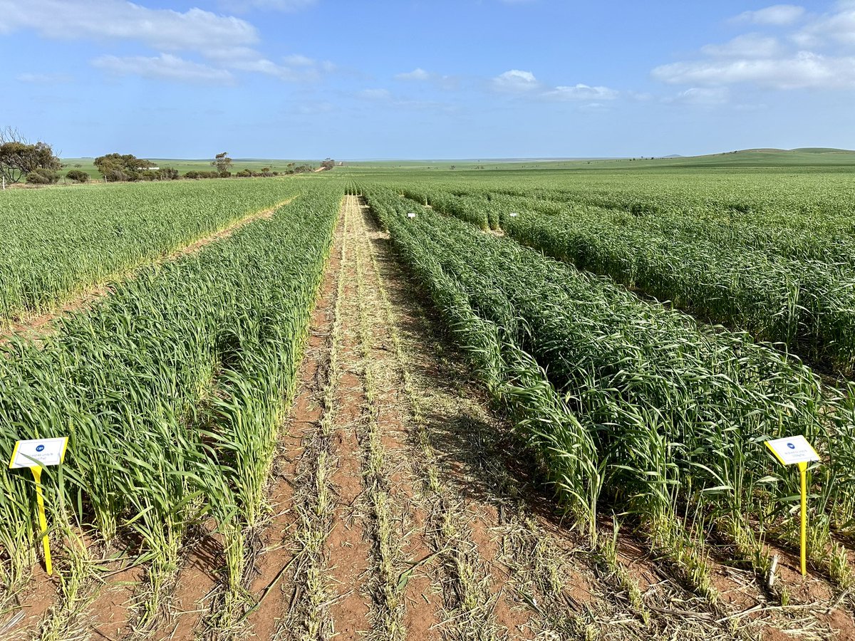 Cleve Rural Traders tweet media