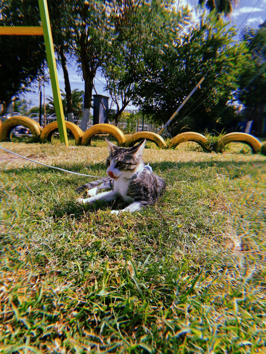 JorgeRazo182's tweet photo. 🐈 https://t.co/R8t0OgtAsQ