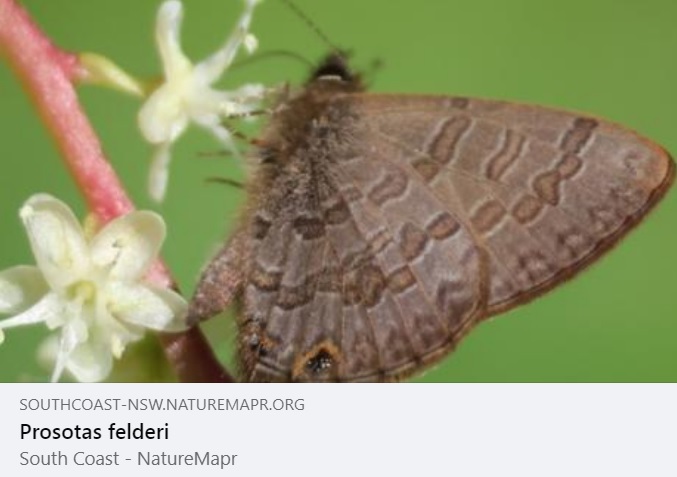 NatureMapr (@naturemapr) on Twitter photo Thanks to ๐๐ถ๐๐ฎ๐ for this significant sighting found near Moruya, NSW, as noted by our expert moderator, this is the most southerly record for this butterfly species according to <a href="/atlaslivingaust/">Atlas of Living Aust</a> Thanks to ๐๐ถ๐๐ฎ๐ for this significant sighting found near Moruya, NSW, as noted by our expert moderator, this is the most southerly record for this butterfly species according to <a href="/atlaslivingaust/">Atlas of Living Aust</a>