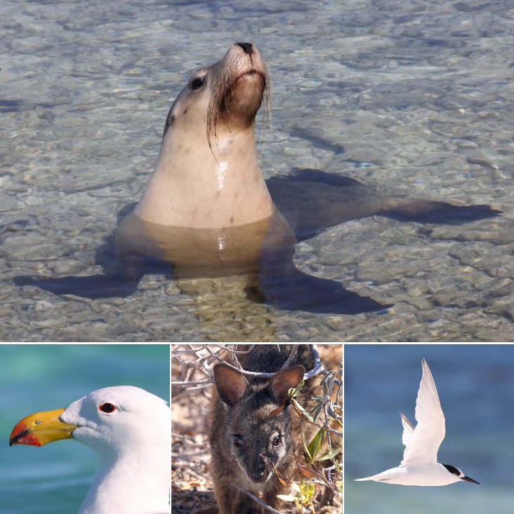NatureMapr (@naturemapr) on Twitter photo A huge thank you to ๐ท๐ฏ๐ฎ๐ฒ๐ฌ๐ฎ for sharing your ๐๐ผ๐๐๐บ๐ฎ๐ป ๐๐ฏ๐ฟ๐ผ๐น๐ต๐ผ๐ sightings with NatureMapr: midwest-wa.naturemapr.org/locations/sighโฆ A huge thank you to ๐ท๐ฏ๐ฎ๐ฒ๐ฌ๐ฎ for sharing your ๐๐ผ๐๐๐บ๐ฎ๐ป ๐๐ฏ๐ฟ๐ผ๐น๐ต๐ผ๐ sightings with NatureMapr: midwest-wa.naturemapr.org/locations/sighโฆ