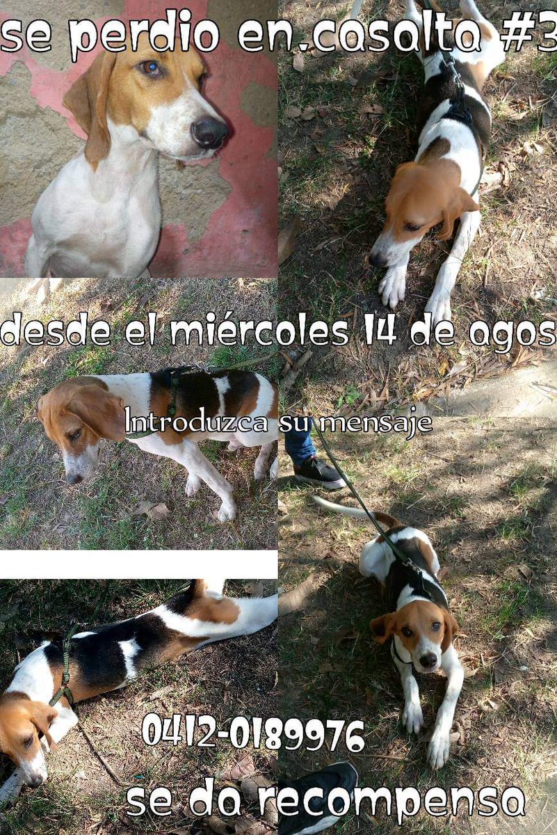PerroUsuario's tweet photo. Se busca Casalta 3 Caracas https://t.co/NRz77nZjMd