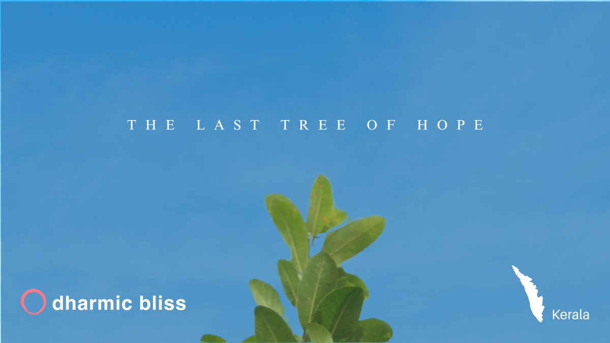 DharmicBliss's tweet photo. Documentary of an Extinct Tree https://t.co/U4FgNw79BT