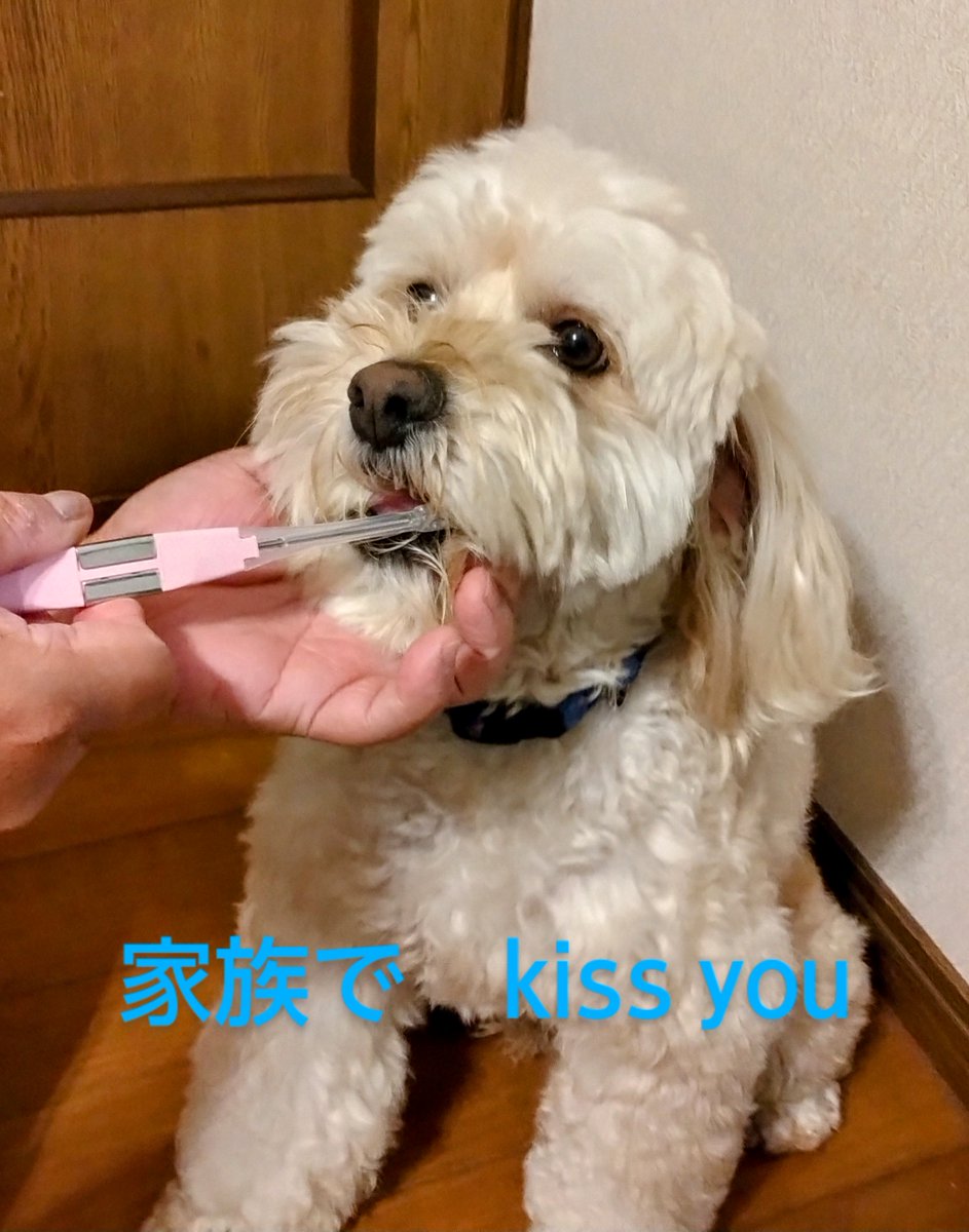 KISSYOU_ion's tweet image. 家族みんなでKISS YOU🪥
水だけでも磨けるから、愛犬もお気に入り🐶
#KISSYOU #IONIC #キスユー ＃愛犬 #犬好きな人と繋がりたい #犬のいる暮らし