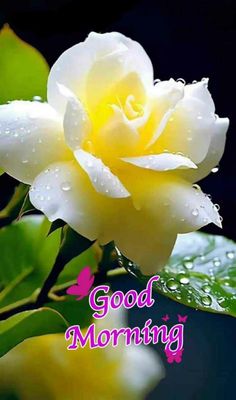 Good morning 🌄