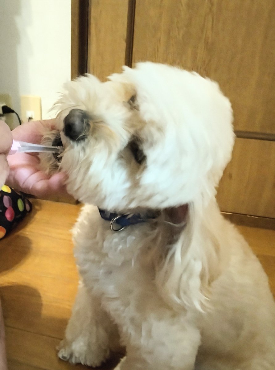 KISSYOU_ion's tweet image. 家族みんなでKISS YOU🪥
水だけでも磨けるから、愛犬もお気に入り🐶
#KISSYOU #IONIC #キスユー ＃愛犬 #犬好きな人と繋がりたい #犬のいる暮らし
