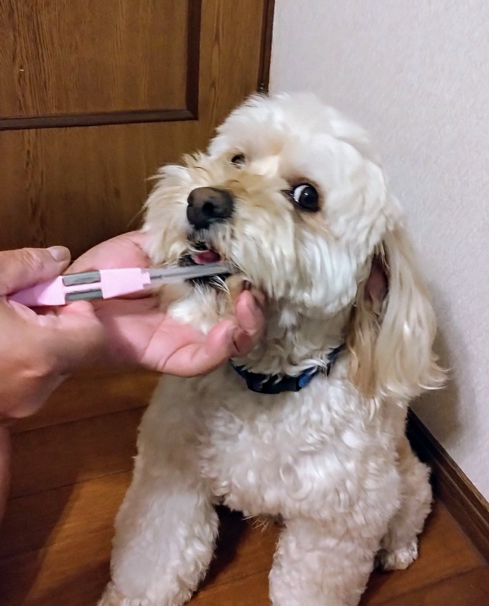 KISSYOU_ion's tweet image. 家族みんなでKISS YOU🪥
水だけでも磨けるから、愛犬もお気に入り🐶
#KISSYOU #IONIC #キスユー ＃愛犬 #犬好きな人と繋がりたい #犬のいる暮らし