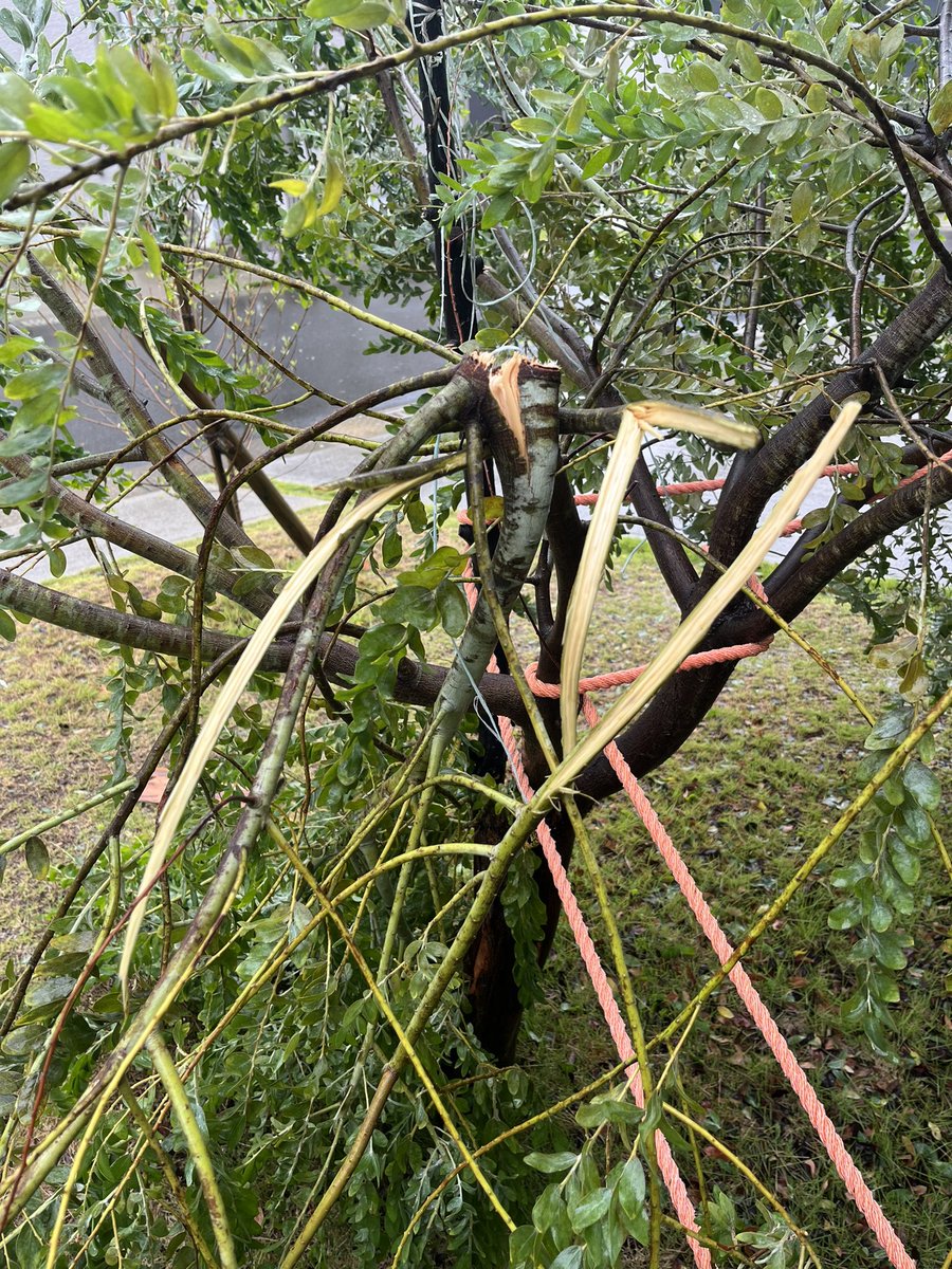 あぁ…ミモザが逝った。
かなり風雨強かったので皆さん気をつけて！