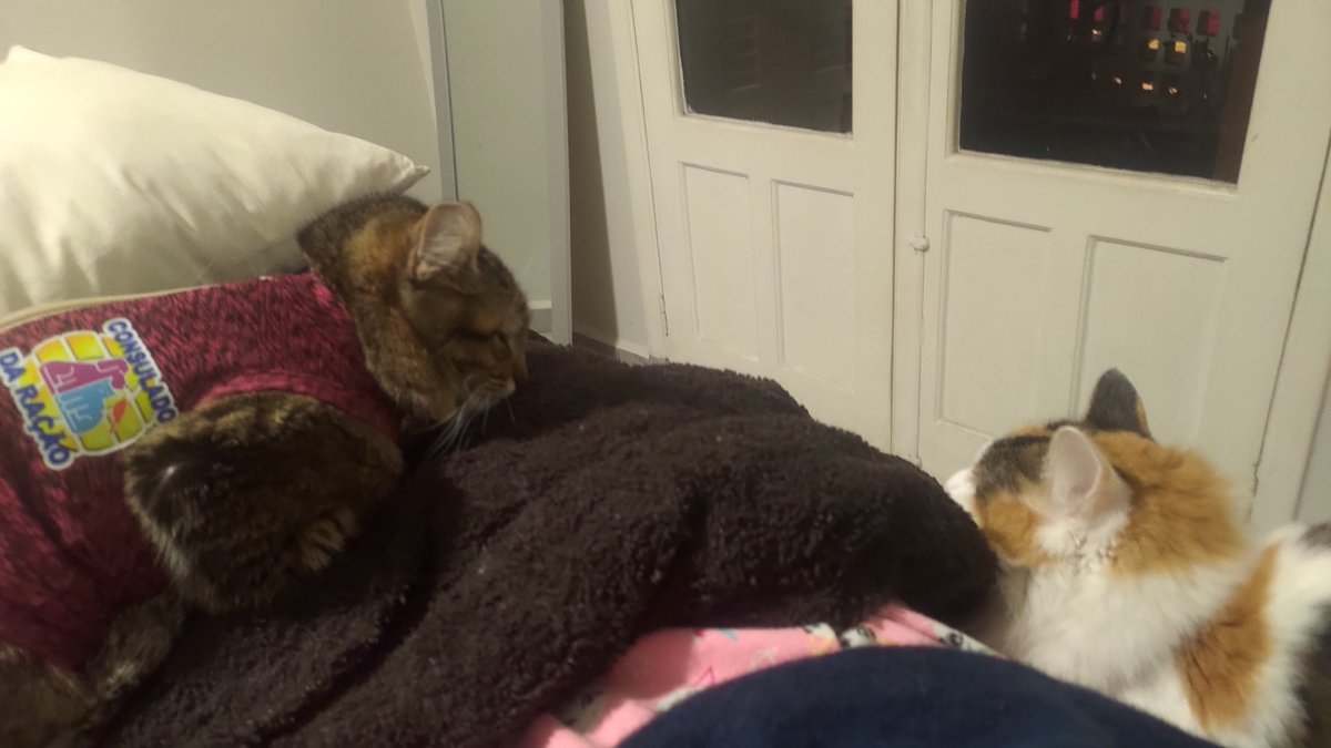 MPE001's tweet photo. imagens inéditas da filha tolerando algum gato que não seja o Deca deitar perto dela
o que o frio não faz https://t.co/nE8freFGeO