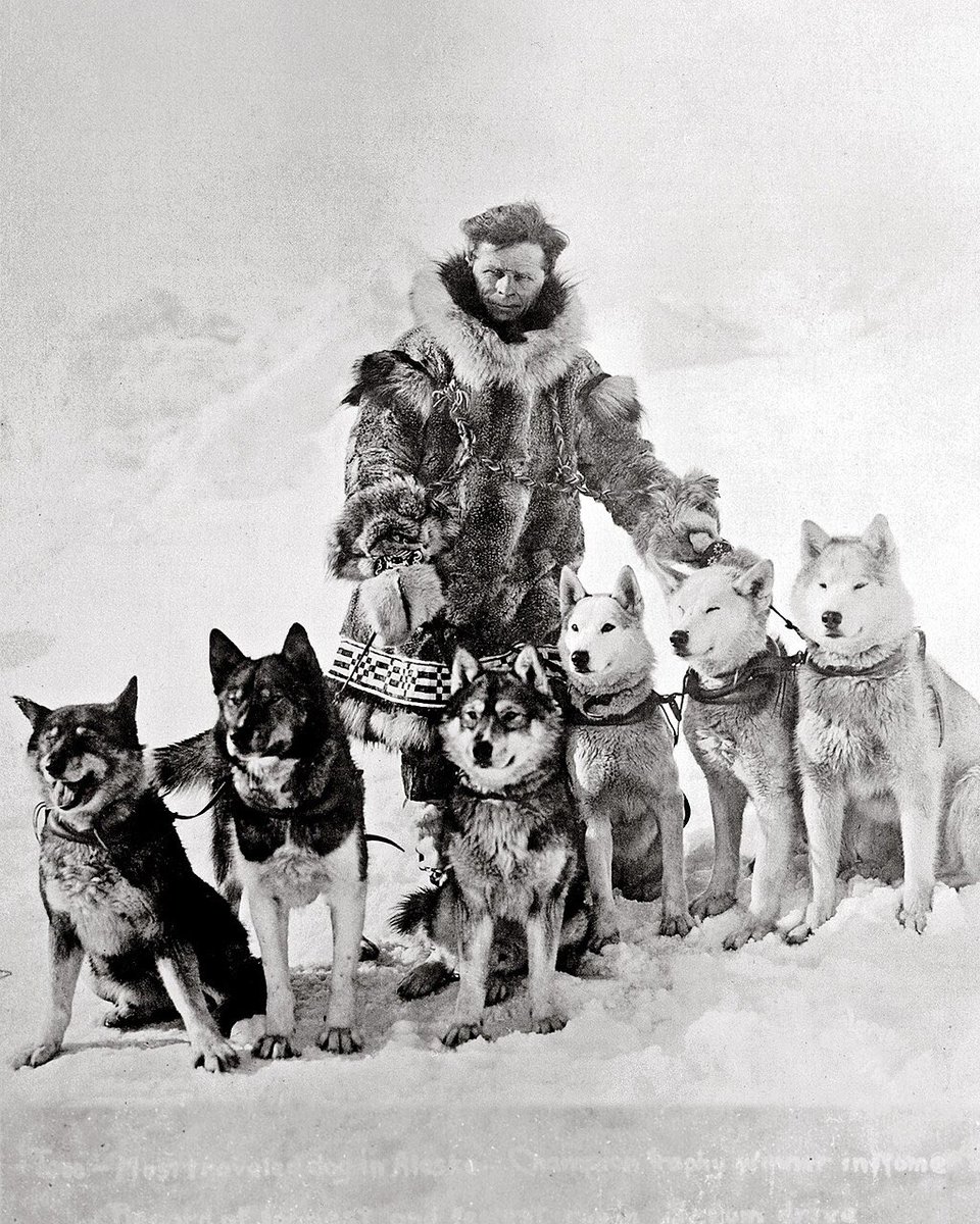 pot8um's tweet photo. The True Story of Togo: Siberian Husky Sled Dog Hero of 1925 Nome Serum Run

via the American Kennel Club
August 2021

In the winter of 1925, a deadly outbreak of diphtheria in the remote port of Nome, Alaska, threatened the lives of the 10,000-plus living in the area. Children were especially at risk, and Nome’s isolation created a nightmare scenario. An antitoxin was located, but the nearest point which the serum could reach by rail was Nenana, located 674 miles from Nome. With a blizzard approaching, air travel was ruled out. Officials determined that the only way to deliver the serum in time was via sled dog teams.

A relay of 20 teams was assembled, including that of Leonhard Seppala, Alaska’s most venerated musher. Amazingly, in just five and a half days, the “Great Race of Mercy” was completed and the lifesaving serum was delivered to Nome. While the lead dog of the 53-mile final leg, Balto, would become famous for his role in the run, many argue that it was Seppala and his Siberian Husky lead dog, Togo, who were the true saviors of the day. All told, the 12-year-old Togo and Seppala traversed an astounding 264 miles, compared to an average of 31 miles each for the other teams.

For years, Balto, who also came from Seppala’s kennel, was celebrated, even earning a statue in New York’s Central Park. However, those in the know regarded Togo as the serum run’s unsung hero. Over time, with the help of historians, Togo began to garner the recognition he deserved. In 2001, Togo received his own statue in NYC’s Seward Park. In 2019, his story was retold in the riveting Disney+ movie  Togo, starring Togo’s own descendant Diesel as the namesake Siberian. Most recently, Togo was featured in the AKC Museum of the Dog exhibition “Mush! A Tribute to Sled Dogs From Arctic Exploration to the Iditarod,” on view now through March 29th, 2020.

********

Togo was a bright light and a hero and I’m so glad I got to learn about him today. I’m looking forward to watching the film with Willem Dafoe and having a good cry. 🧡

in loving memory of Togo
October 17, 1913 - December 5, 1929