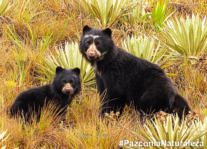 PlataformaALTO's tweet photo. ¡Victoria para para los defensores del ambiente y de los animales! 

Por unanimidad, la Corte Constitucional ha declarado la constitucionalidad del Acuerdo de Escazú. Un paso enorme hacia la protección de nuestros defensores ambientales, el acceso a la información y la participación ciudadana, fortaleciendo así la defensa de los derechos ambientales 👏👏👏🦜🌱