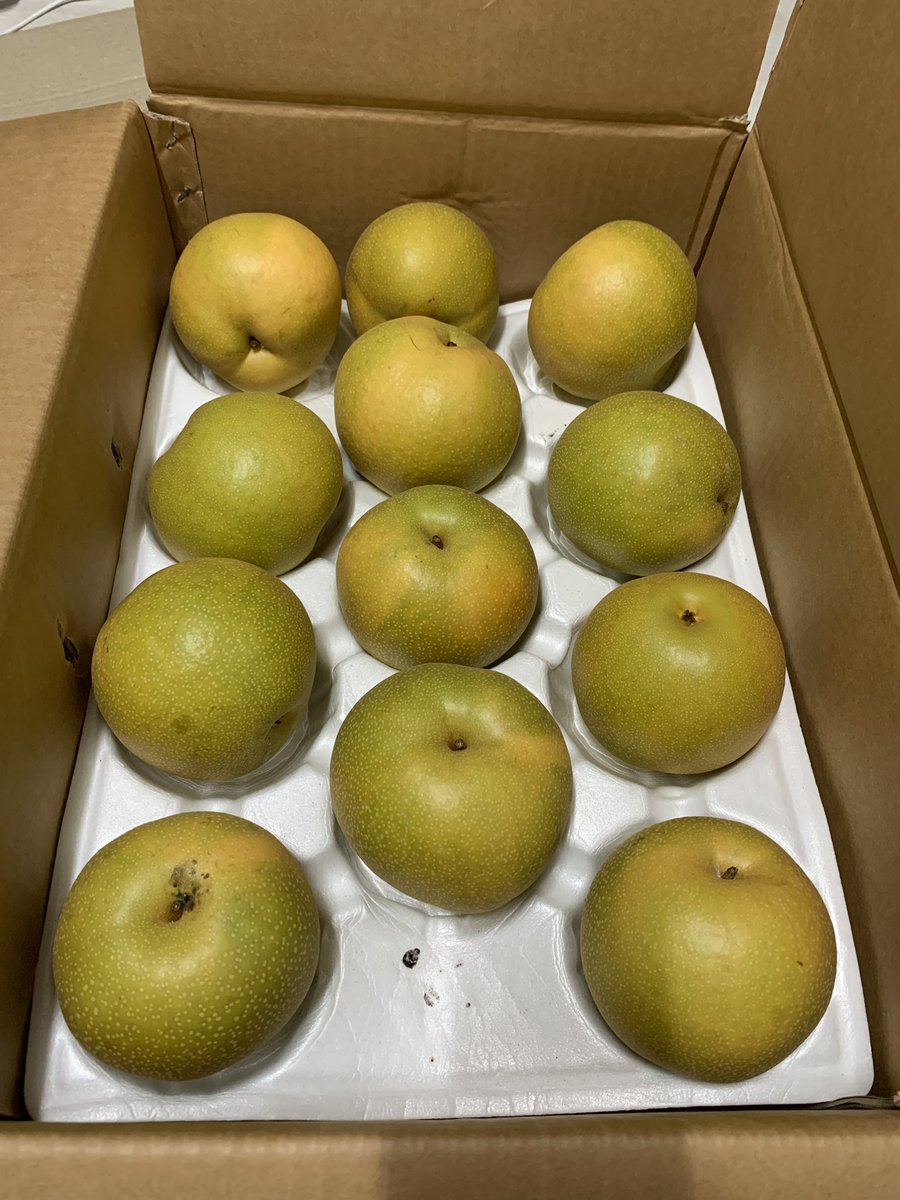 하동 배 농장에서 배가 맛있다길래 주문해봤는데 진짜 맛있네. 나주 배만 유명한 줄 알았는데 하동 배도 맛있구나! 복숭아의 철이 가고 배, 감, 밤을 먹을 때가 왔구나