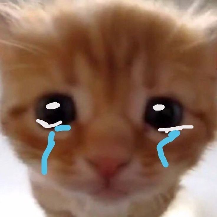 gatinarios's tweet photo. pra onde vou levar os gatos fazendo gatices se o twitter acabar?????? 😿 https://t.co/lXx5bpuEiV