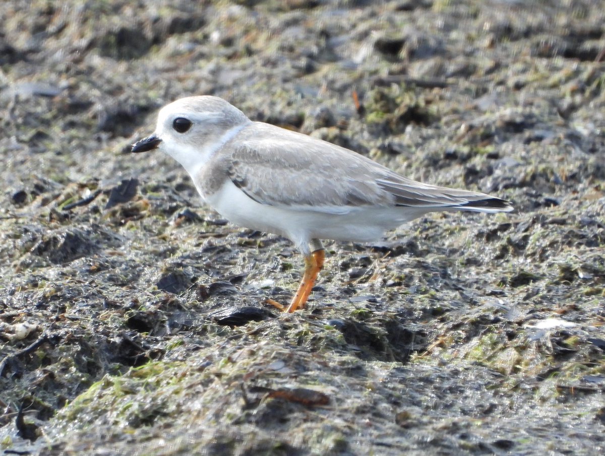 Chicago Piping Plovers tweet media