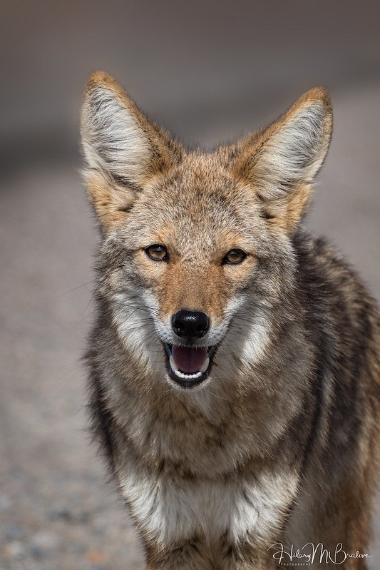 HourlyYote's tweet photo. [🔗](https://t.co/GWIjWGt0Kl) https://t.co/n4gSmytji9