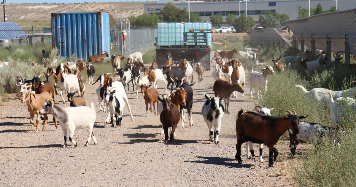 CNMsuncats's tweet photo. Every year #CNM removes the weeds that grow around the #solararray on our Westside Campus. While this is usually done using machinery, this year we are trying something a little different—200+ #goats (and an alpaca)!
Thank you Galloping Grace Pumpkin Patch!🐐 https://t.co/mIUme2q1Kk
