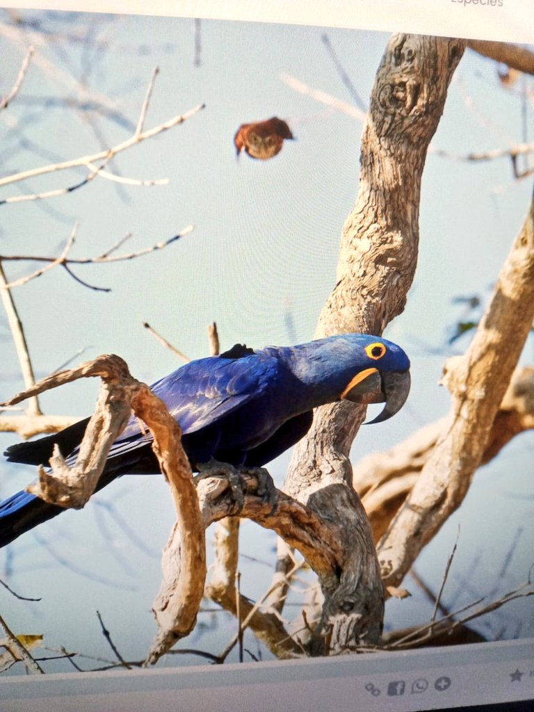 PodcastUru's tweet photo. "A caburé caça aves maiores que ela pra se alimentar"

CALMA, CABURÉ! Vamos com calma, queridinha... https://t.co/fy7pxNglGZ