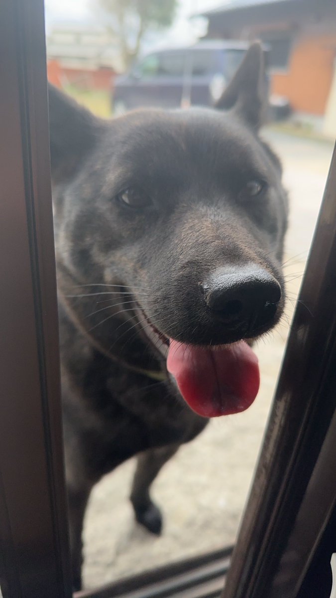 JRBl9IXmvm30316's tweet photo. 《福岡県で迷子犬を探しています》

8月16日の八幡南お盆祭りの花火の音に驚いて逃げてしまった甲斐犬を探しています。
御協力お願い致します🙇🏻‍♀️

特徴:胸の辺に白い毛
        舌にハートの黒い模様
        首輪をつけている
        2歳のメス

#迷子犬目撃情報 #迷子犬保護情報 #甲斐犬 https://t.co/AO93Q2kt9t