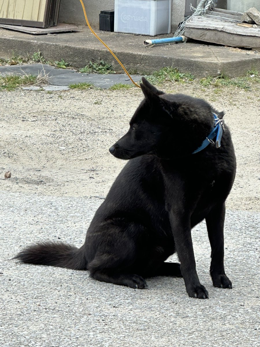 JRBl9IXmvm30316's tweet photo. 《福岡県で迷子犬を探しています》

8月16日の八幡南お盆祭りの花火の音に驚いて逃げてしまった甲斐犬を探しています。
御協力お願い致します🙇🏻‍♀️

特徴:胸の辺に白い毛
        舌にハートの黒い模様
        首輪をつけている
        2歳のメス

#迷子犬目撃情報 #迷子犬保護情報 #甲斐犬 https://t.co/AO93Q2kt9t