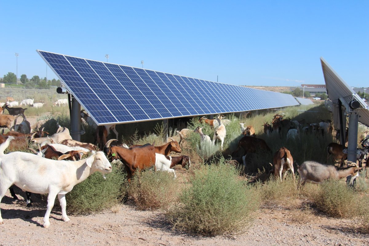 CNMsuncats's tweet photo. Every year #CNM removes the weeds that grow around the #solararray on our Westside Campus. While this is usually done using machinery, this year we are trying something a little different—200+ #goats (and an alpaca)!
Thank you Galloping Grace Pumpkin Patch!🐐 https://t.co/mIUme2q1Kk