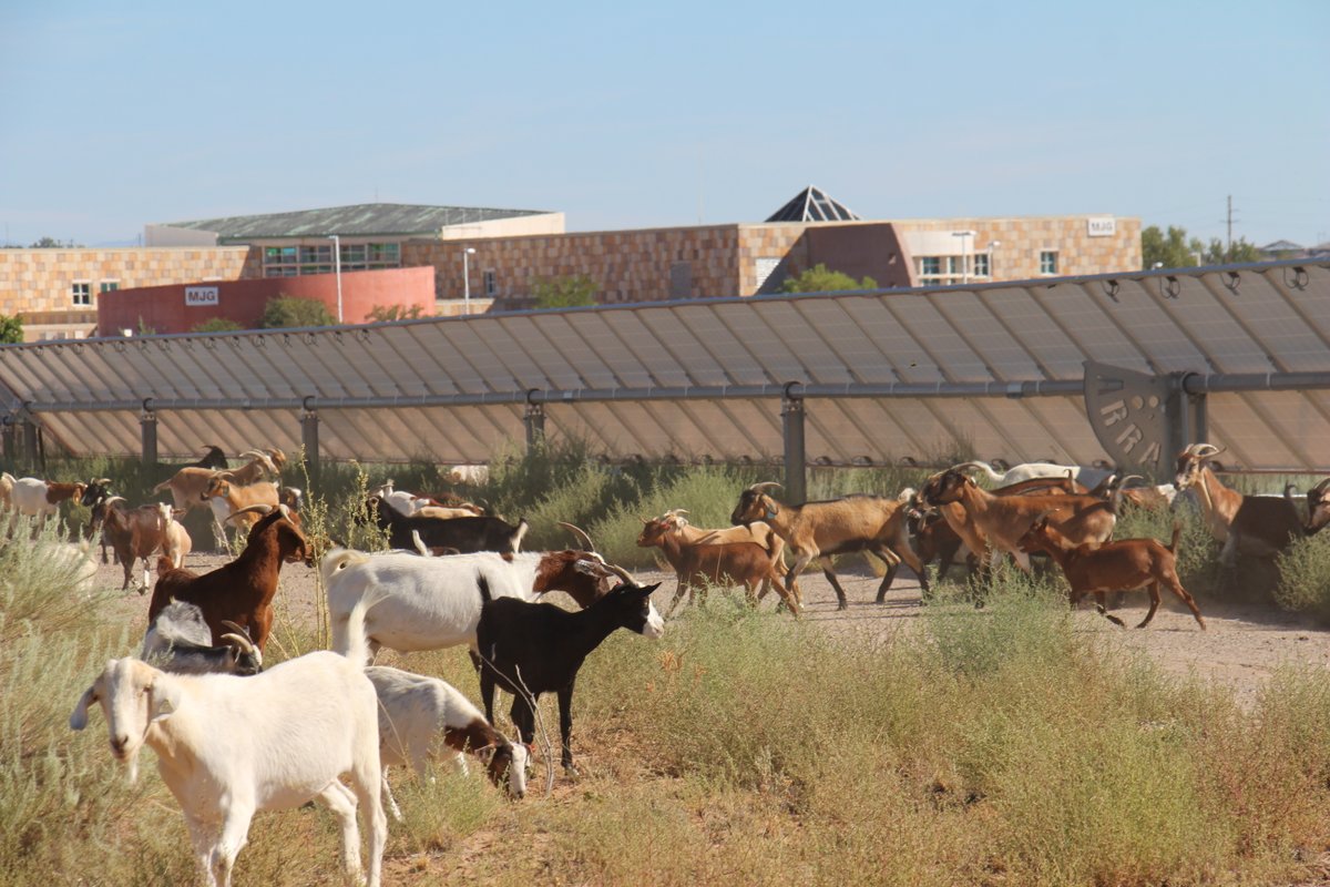 CNMsuncats's tweet photo. Every year #CNM removes the weeds that grow around the #solararray on our Westside Campus. While this is usually done using machinery, this year we are trying something a little different—200+ #goats (and an alpaca)!
Thank you Galloping Grace Pumpkin Patch!🐐 https://t.co/mIUme2q1Kk