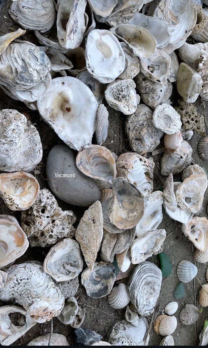 QueenLilithe's tweet photo. 🐚🐚 https://t.co/jGLqdQEy8d