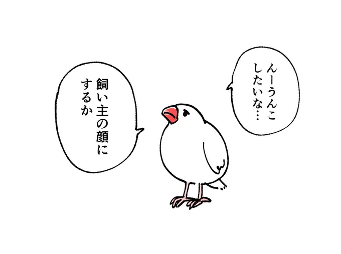 今日の文鳥 