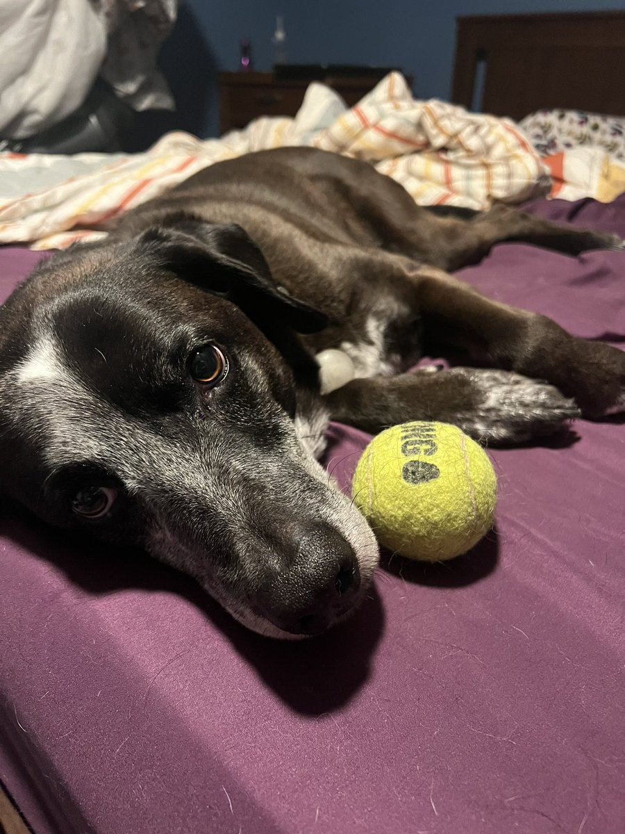 t_rex20_'s tweet photo. @hockeyisaac your #DailyBenny https://t.co/taWjhMXtk0