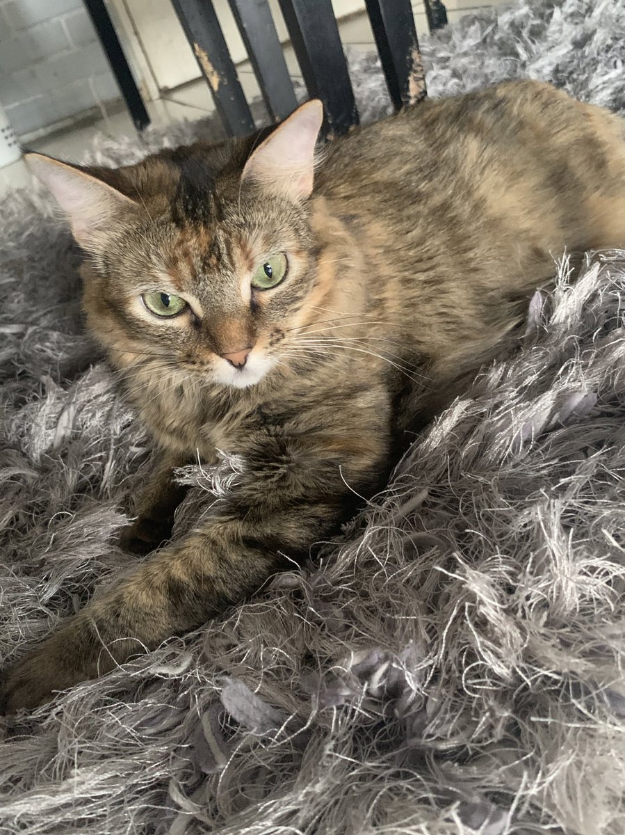 eligonzalez___'s tweet image. twitter pzo, mi gatita se extravió en los olivos, específicamente por la zona de los mangos, la vieron por última vez hace 4 días, se llama duki (si, como el cantante) 

si saben algo de ella me pueden notificar al dm o al ig, también me ayudarían mucho dando rt😭💔

#pzo