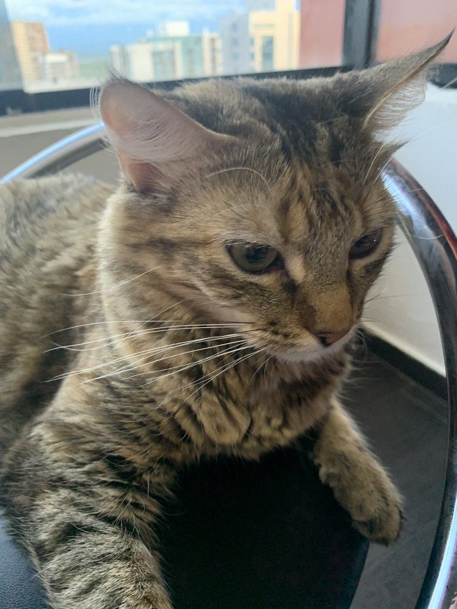 eligonzalez___'s tweet image. twitter pzo, mi gatita se extravió en los olivos, específicamente por la zona de los mangos, la vieron por última vez hace 4 días, se llama duki (si, como el cantante) 

si saben algo de ella me pueden notificar al dm o al ig, también me ayudarían mucho dando rt😭💔

#pzo