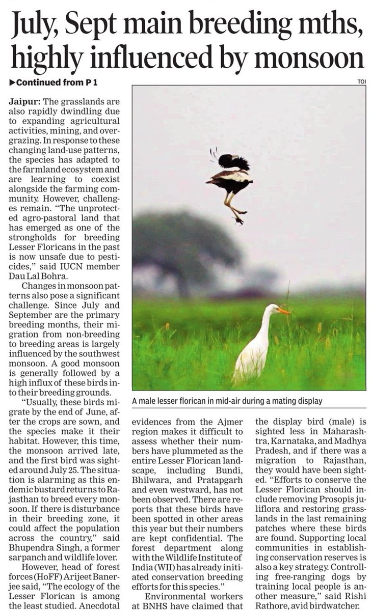 AjayUgrasTOI's tweet photo. #LesserFlorican numbers decline sets off alarm bells. Only five males of this smallest member of the bustard family recorded in their traditional breeding zone. https://t.co/pLdLleM1gG