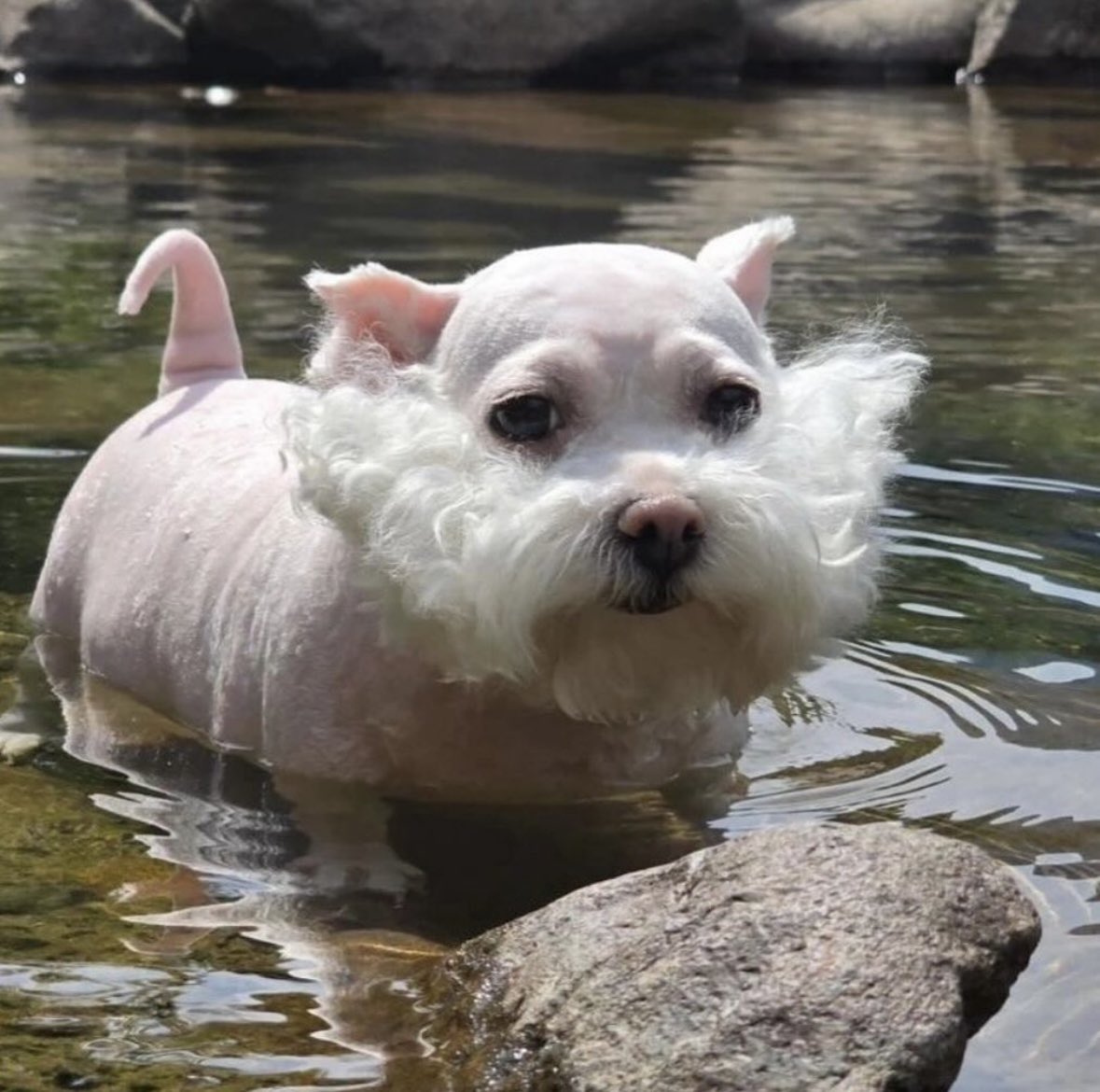 jzux's tweet photo. when i say i’ve got that dog in me i mean him https://t.co/5sHspkZt6O
