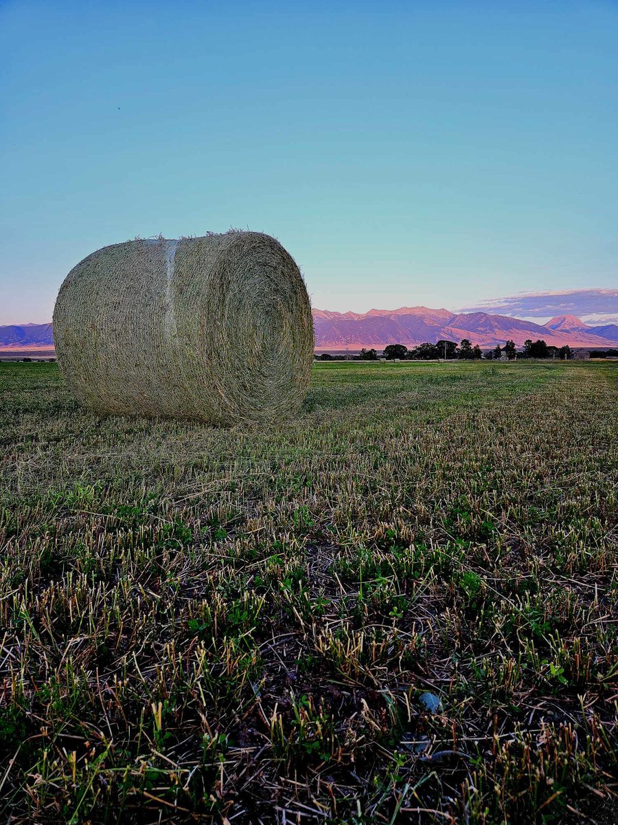 Jeremy_Rich12's tweet image. John Deere green, had a perfect evening the other day to rake and bale our first field for second cutting! 🏔️🙌🏻

#johndeere #haying #farming #ranching #montana