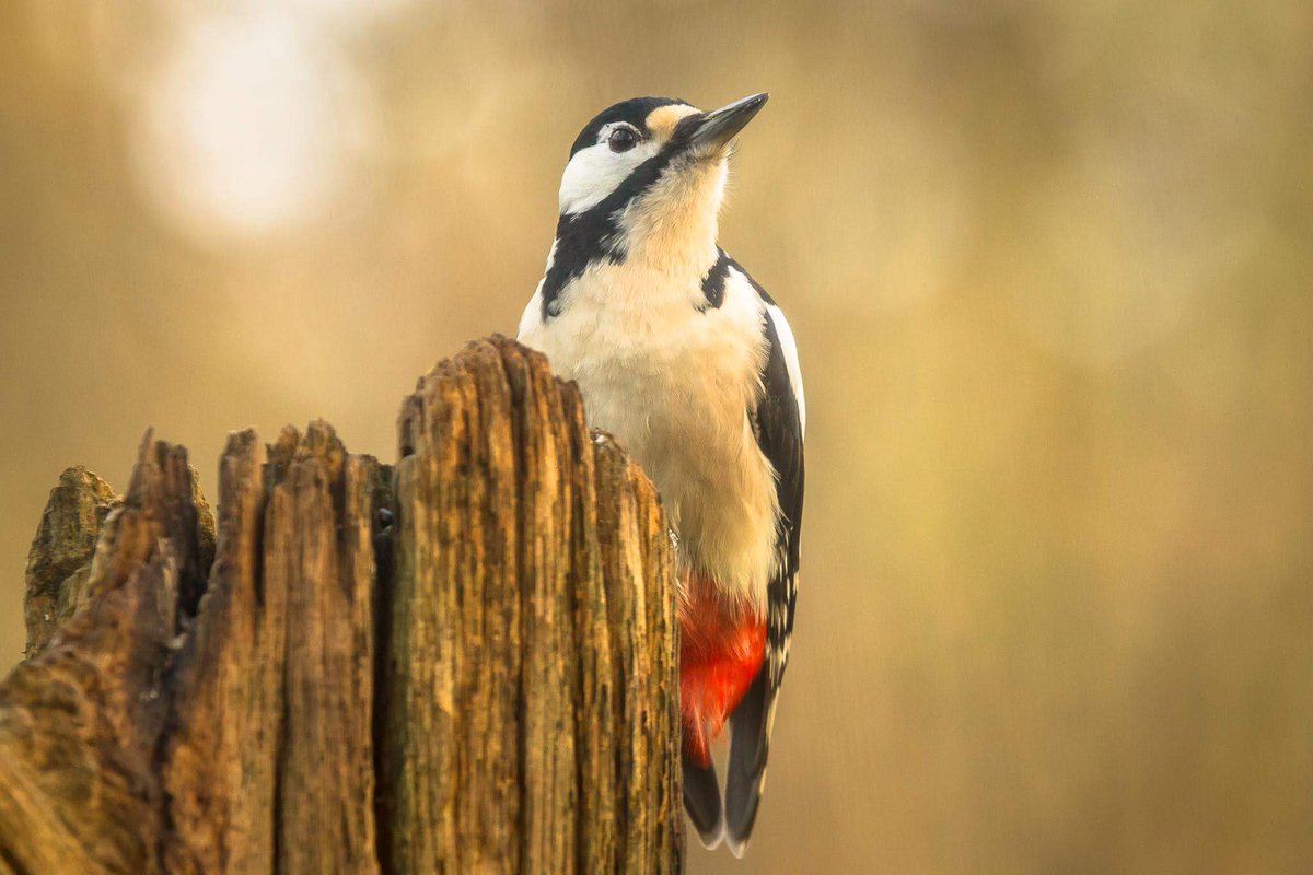 E_van_den_Ham's tweet photo. #LearningWhileSharing
Around 240 Woodpeckers species found in the World. Let's fill the X with Woodpeckers species...
Let's see how much we get today.
Great spotted woodpecker, Grote bonte specht (#Dendrocopos major) https://t.co/f91TUEV9IV