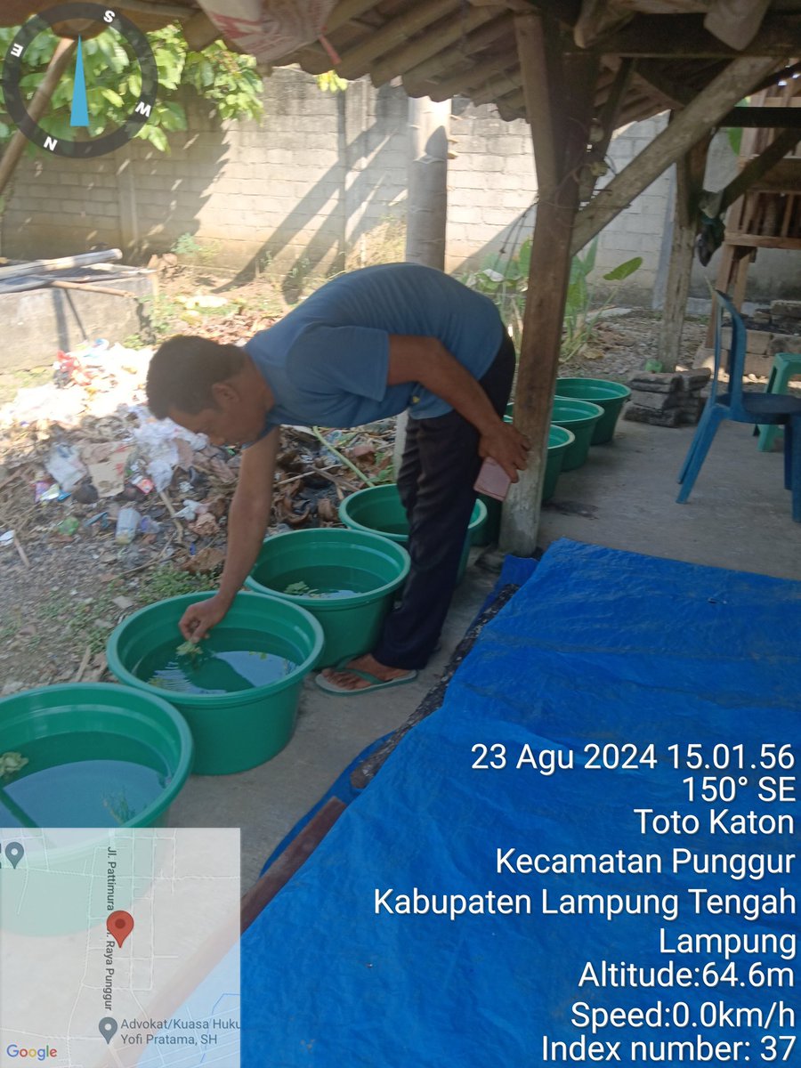 basoeki_hendri's tweet photo. Jumat (23/8/2024). Basuki Hendriawan, Lampung Tengah. M. Dedi Yunus, Pokdakan Mina Mulyo Totokaton. Budidaya ikan hias, panen 3 sd 5 ribu ekor. Kolam terpal 158 m2. Harga rata Rp. 2.000-5000/ekor   #GiatLuhkanSatminkalBRPPUPP 
#Luhlapor 
#Panen https://t.co/RafgI7PhJC