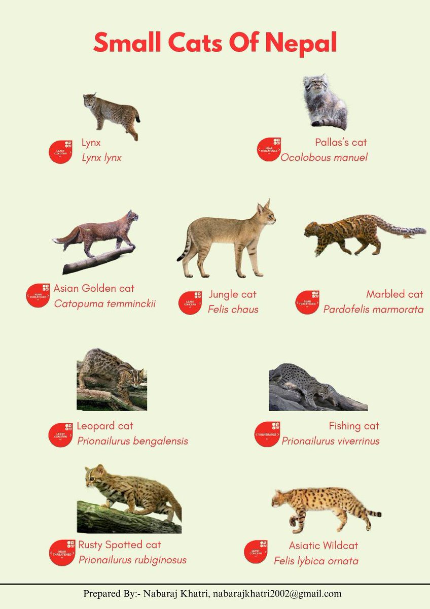 A digital 'conservation poster' designed by a trainee (Mr. Navaraj Khatri) of the Wildlife Research Techniques Training as part of their online internship ! #WildlifeReseachTechniquesTraining2023 #Online #Internship #FONNepal