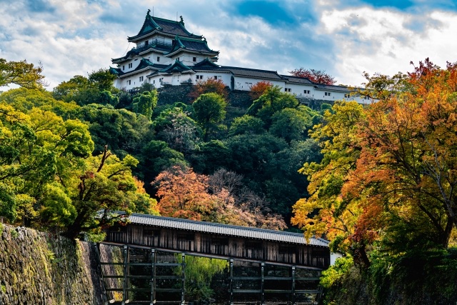 digitaljokers's tweet photo. ＼デジタル城下町民証を発行中✨／
『和歌山城ってどんなお城？』🏯
見どころや歴史をご紹介します！
＝＝＝＝＝＝＝
1、見どころ
①天守
姫路城、松山城と並ぶ日本三大連立式天守のひとつで、大天守と小天守、2つの櫓を多聞櫓でつなげた見事な天守です。

三層の屋根には、唐破風や千鳥破風の装飾などが美しく堂々とした姿が印象的✨

最上階からは、紀ノ川河口そして紀淡海峡。天気がよければ淡路島と四国が見えるのだとか！👀🌊

＝＝＝
②石垣
和歌山城では豊臣期・浅野期・徳川期のさまざまな石垣が✨

二の丸庭園前には創建期の野面積み。大手門をくぐって城内に入ったところは打ち込み接ぎ、さらに歩くと切り込み接ぎ…というように石垣の変遷が楽しめます🏯
なかでも天守台の結晶片岩による野面積みが最も古いものと考えられていますよ。

また、石垣には約170種類2100個以上もの刻印が確認されており、転用石もありますので探してみてください🐺

＝＝＝
③名勝 西之丸庭園
紅葉が見事なため「紅葉溪庭園」と呼ばれるほどの大名庭園。
これからの季節もいいですね！
数寄屋造りの茶室「紅松庵」ではお抹茶とお菓子がいただけます🍵

＝＝＝
④渡ってみたい！「御橋廊下」
藩の政庁や藩主の生活の場である二の丸と庭園のある西の丸をつなぐ橋🌉
江戸時代には、藩主とお付きの者のみ渡ることが許され、屋根を設け外からは見えないつくりになっていました。

＝＝＝
⑤重要文化財「岡口門」
南東にある門、岡口門は、門の上に白壁の櫓をのせている江戸時代初期の門です。

＝＝＝＝＝＝＝
2、和歌山城の歴史
和歌山城は、天正13（1585）年、羽柴秀長（秀吉の弟）が築いたのがはじまりです。築城の名手・藤堂高虎が普請奉行を担当し、はじめて手がけた近世城郭ともいわれています👀

関ヶ原の戦い後、慶長5（1600）年には、浅野幸長（よしなが）が入城し、黒板張りの天守や屋敷を建てるなどの整備をしました🏯

そして、元和5（1619）年に徳川頼宣（家康の10男）が入城し、55万5千石の御三家のひとつ紀州徳川家が成立。この時に大拡張が行われ、ほぼ現在の姿となりました。

天守は寛政10年（1798）年に、白壁に一新したものの、のちに落雷で焼失し、さらに嘉永3（1850）年に再建されましたが、第二次世界大戦で焼失…⚡️
現在の天守は昭和33（1958）年に再建されたものです。

＝＝＝＝＝＝＝
3、その他
①わかやま歴史館
和歌山城の豊富な史料の展示やVRシアター、紀州徳川家伝来の金印、和歌山市の偉人などについて学べます！

②和歌山城公園動物園🦩
なんと！お城の中に動物園まであります！
大正時代に開園。合計47種の動物がおり、動物園長はツキノワグマだそうです🐻

③伏虎像🐯
和歌山城のある山は別名「虎伏山」。北東山麓には寝そべっている虎の像がありますよ🐅

＝＝＝＝＝＝＝
ここまで読んだあなたへ…
和歌山城のデジタル城下町民証は、アプリ内支援者フォーラムにて先行配布中です🏯
ぜひ、覗いてみてくださいね！

#デジタル城下町 #和歌山城