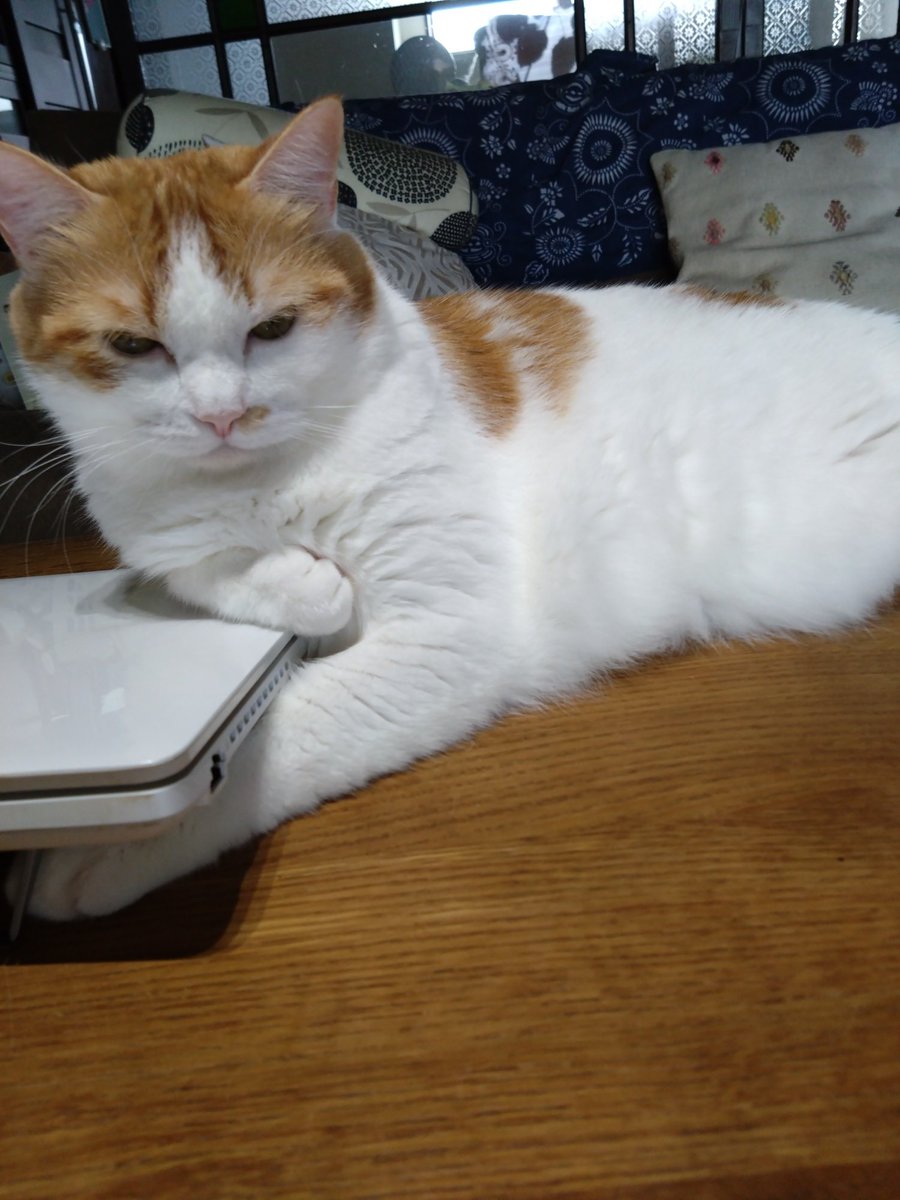 bookmenoki's tweet photo. 店主、体調不良にてしばらくの間ご無沙汰してしまいました。そんな店主を気遣うようにルーちゃんが行動に出ました。パソコン休んで、の巻。そして、「代わりに僕が…」と気合が入るルーでした。 https://t.co/6hzpgbJeBo