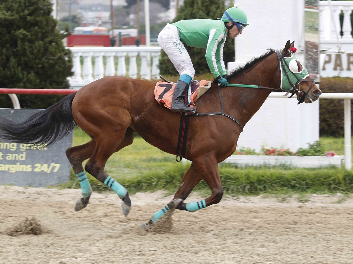 HarasCarioca's tweet photo. Criscat (#Boboman y Cristalina Cat por Easing Along), crianza de @HarasCarioca, logró el sexto triunfo de su campaña al imponerse por 4 cuerpos a Thunderman en un hándicap de 1.100 metros corrido hoy sobre la arena del @V_Sporting. ¡Felicitaciones a todo el equipo del ganador! 🎉 https://t.co/ImFSDKgvO3