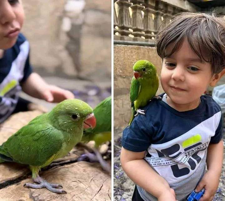 Usame'yi ve kuşlarını öldürdüler