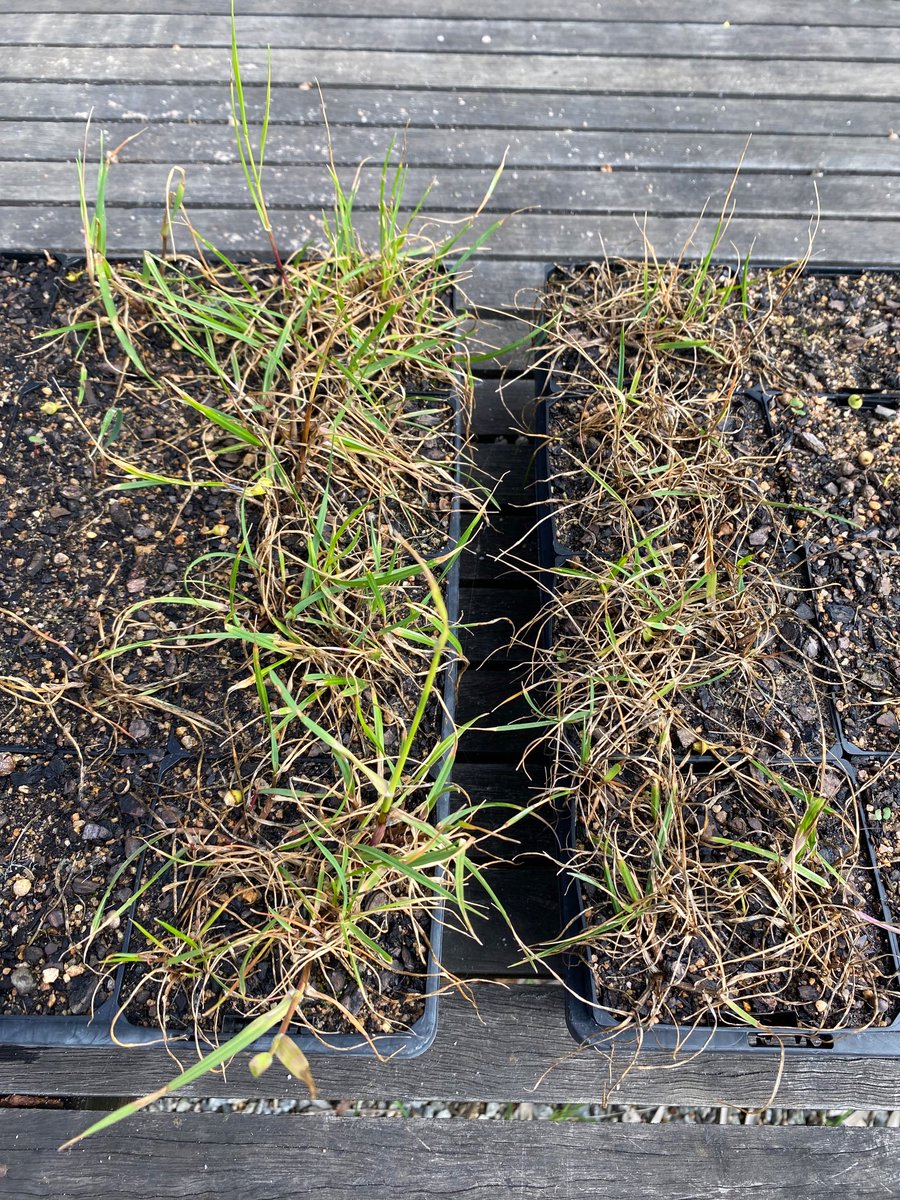 Glyphosate resistant ARG  3WAT spayed with the new proposed rate of paraquat:  left is simply 900ml/ha Paraquat 250 (no adjuvant) vs right is the same rate with Wetter (TX) 0.2%.  Plants on the left will set seed and start their journey to become resistant to paraquat also.