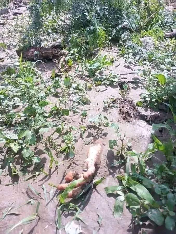 الصورة من #ملحان #المحويت 
#ملحان_منكوبة #ملحان_تستغيث